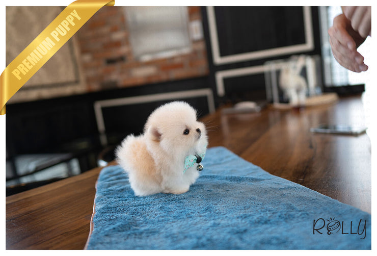 Rolly Teacup Puppies BEAR -  MALE (PURCHASED by Myers).