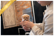 Rolly Teacup Puppies BENJI - MALE (PURCHASED by RAHMANI).
