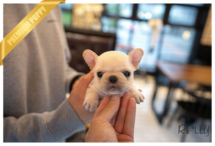 Rolly Teacup Puppies (Purchased by Dickson) BENNIE - French. M.
