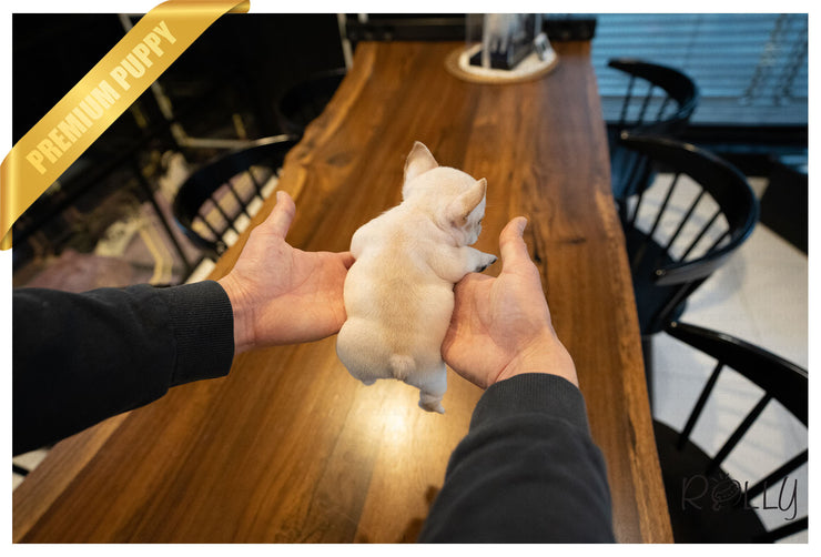 Rolly Teacup Puppies (Purchased by Dickson) BENNIE - French. M.