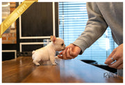 Rolly Teacup Puppies (Purchased by Dickson) BENNIE - French. M.