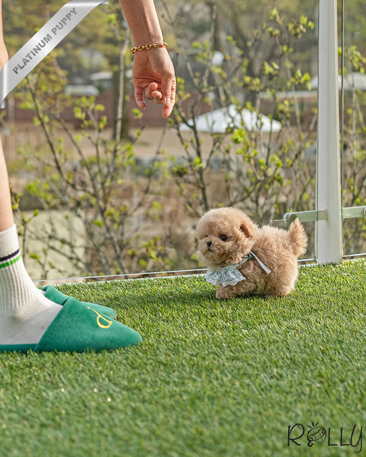 Rolly Teacup Puppies BIRKIN - FEMALE (PURCHASED by WILSON).