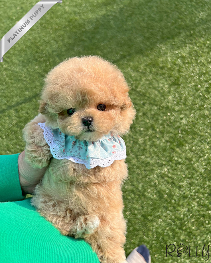 Rolly Teacup Puppies BIRKIN - FEMALE (PURCHASED by WILSON).