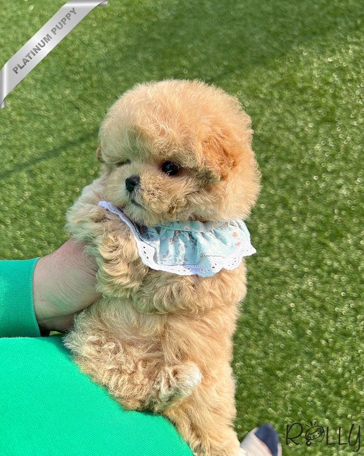 Rolly Teacup Puppies BIRKIN - FEMALE (PURCHASED by WILSON).