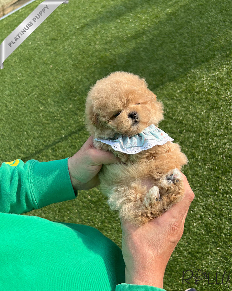 Rolly Teacup Puppies BIRKIN - FEMALE (PURCHASED by WILSON).