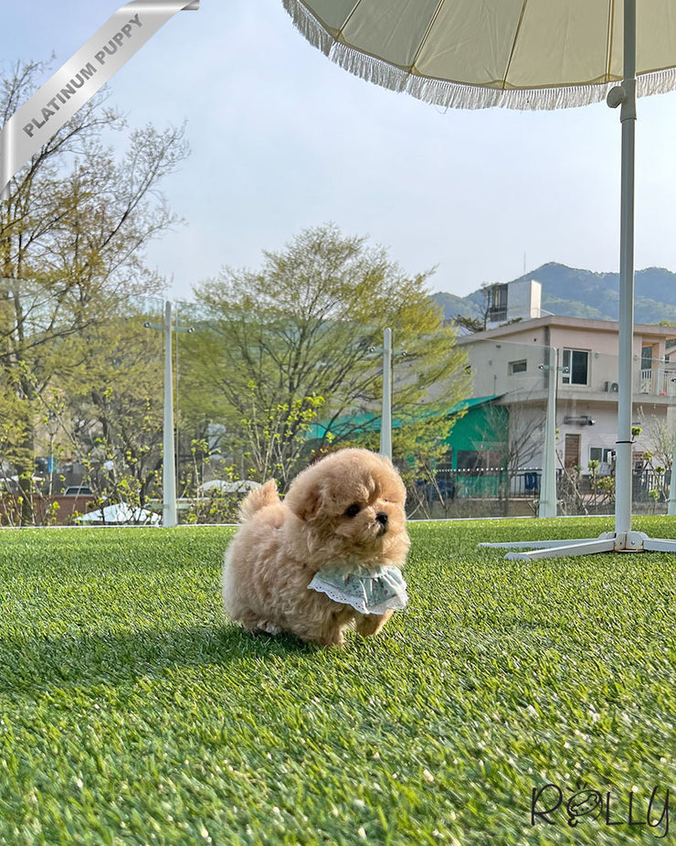Rolly Teacup Puppies BIRKIN - FEMALE (PURCHASED by WILSON).