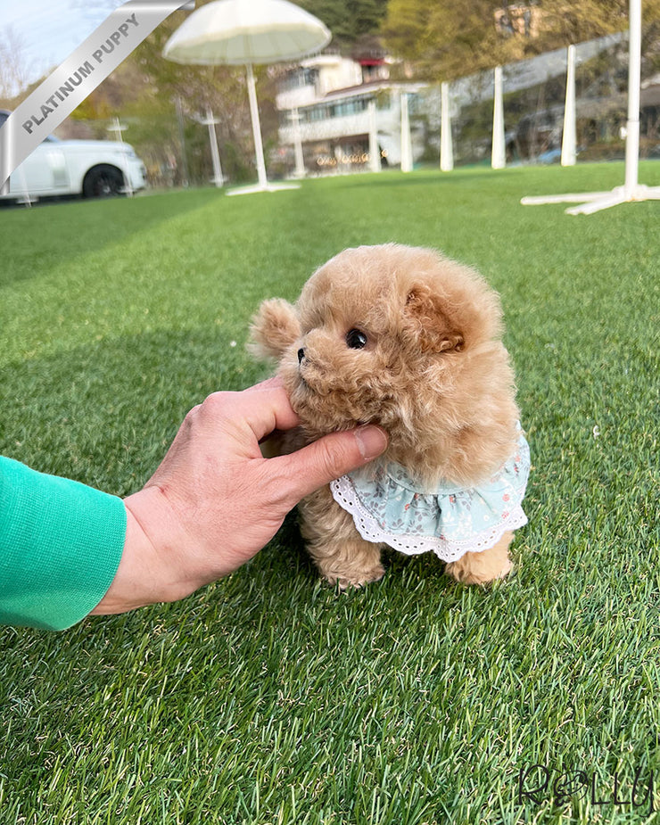 Rolly Teacup Puppies BIRKIN - FEMALE (PURCHASED by WILSON).