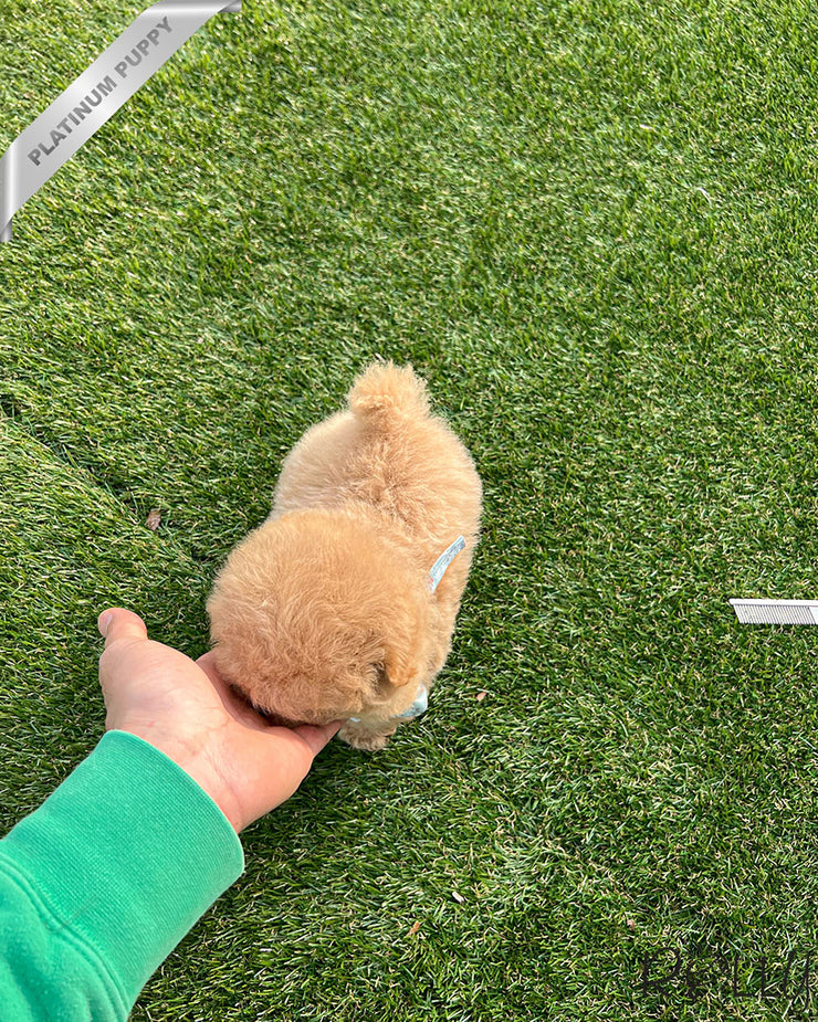 Rolly Teacup Puppies BIRKIN - FEMALE (PURCHASED by WILSON).