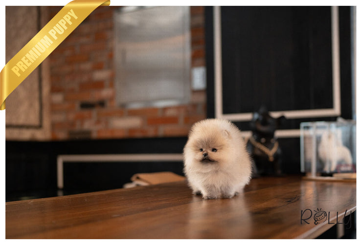 Rolly Teacup Puppies BISCUIT - MALE (PURCHASED by FRITSKY).