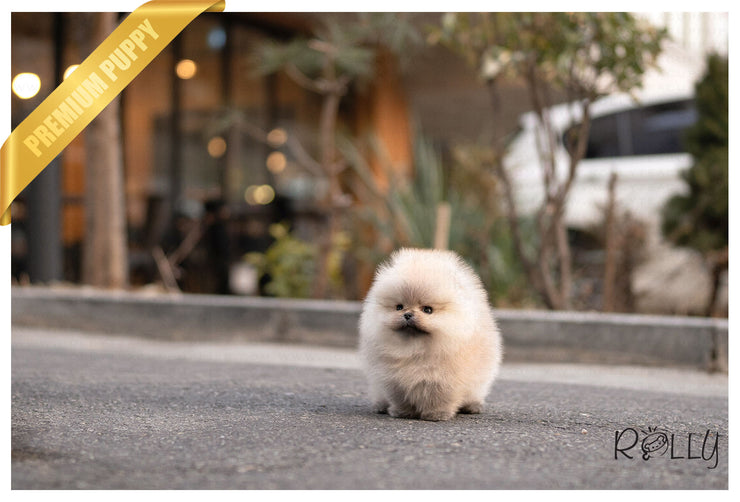 Rolly Teacup Puppies BISCUIT - MALE (PURCHASED by FRITSKY).