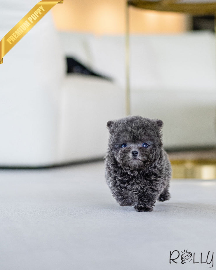 Rolly Teacup Puppies BLU - MALE (PURCHASED by NYLAND).
