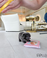 Rolly Teacup Puppies BLU - MALE (PURCHASED by NYLAND).