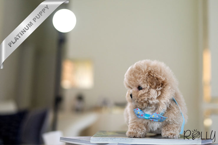 Rolly Teacup Puppies BOTTEGA - MALE (PURCHASED by LEGGETT).