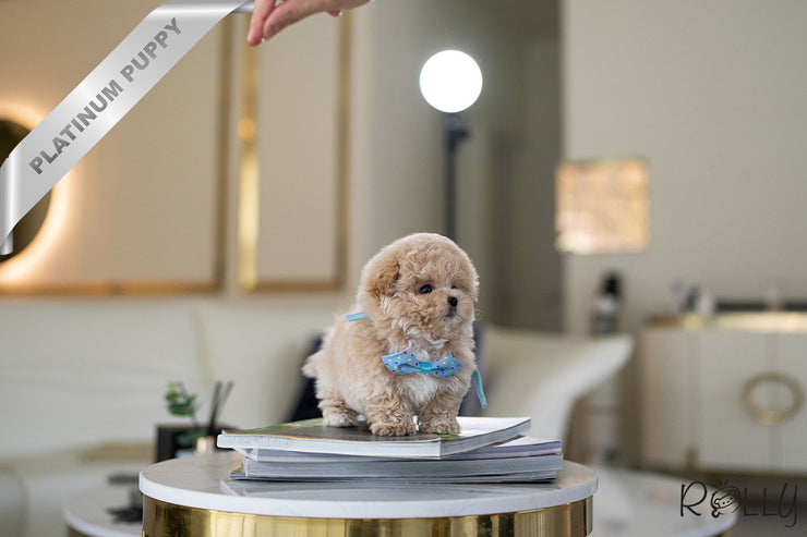 Rolly Teacup Puppies BOTTEGA - MALE (PURCHASED by LEGGETT).
