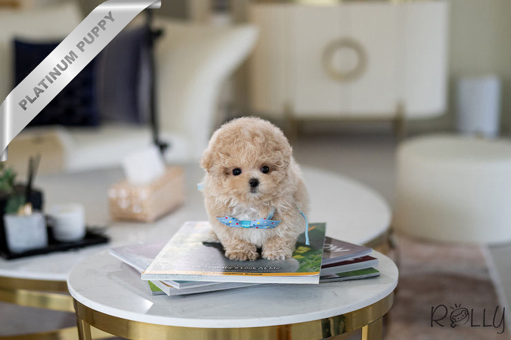 Rolly Teacup Puppies BOTTEGA - MALE (PURCHASED by LEGGETT).