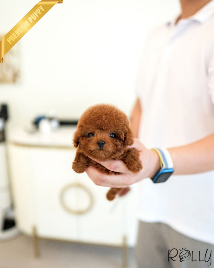 Rolly Teacup Puppies BROWNIE - FEMALE (PURCHASED by REUM).