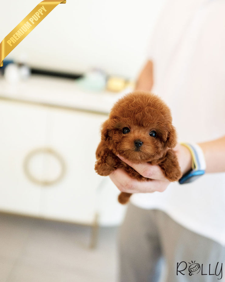 Rolly Teacup Puppies BROWNIE - FEMALE (PURCHASED by REUM).