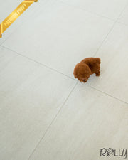 Rolly Teacup Puppies BROWNIE - FEMALE (PURCHASED by REUM).