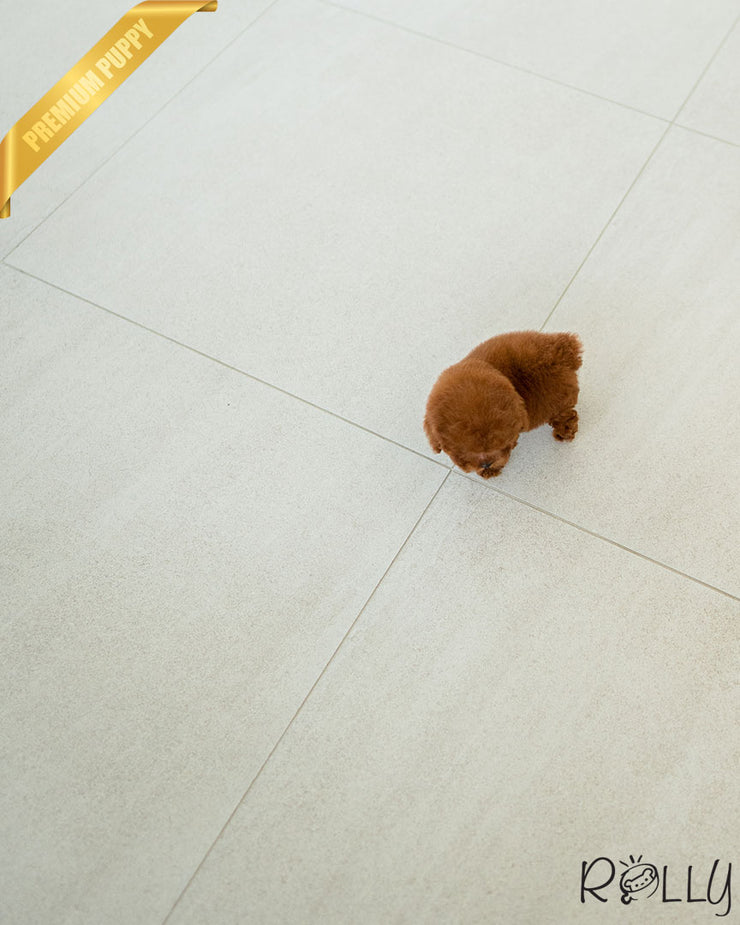 Rolly Teacup Puppies BROWNIE - FEMALE (PURCHASED by REUM).
