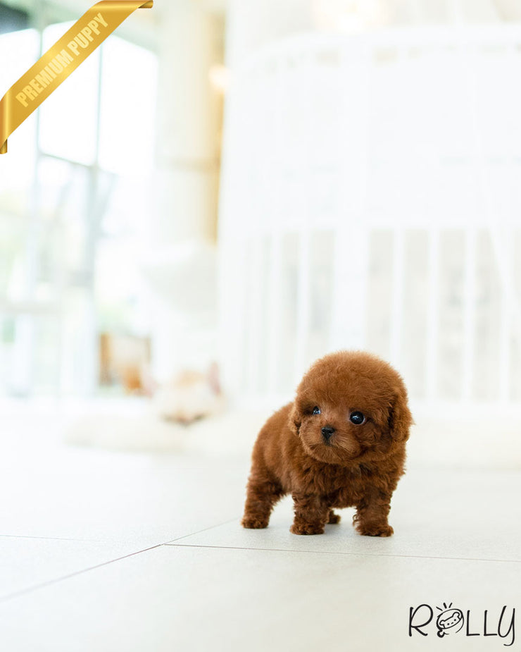Rolly Teacup Puppies BROWNIE - FEMALE (PURCHASED by REUM).