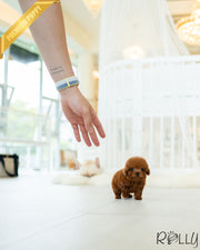Rolly Teacup Puppies BROWNIE - FEMALE (PURCHASED by REUM).
