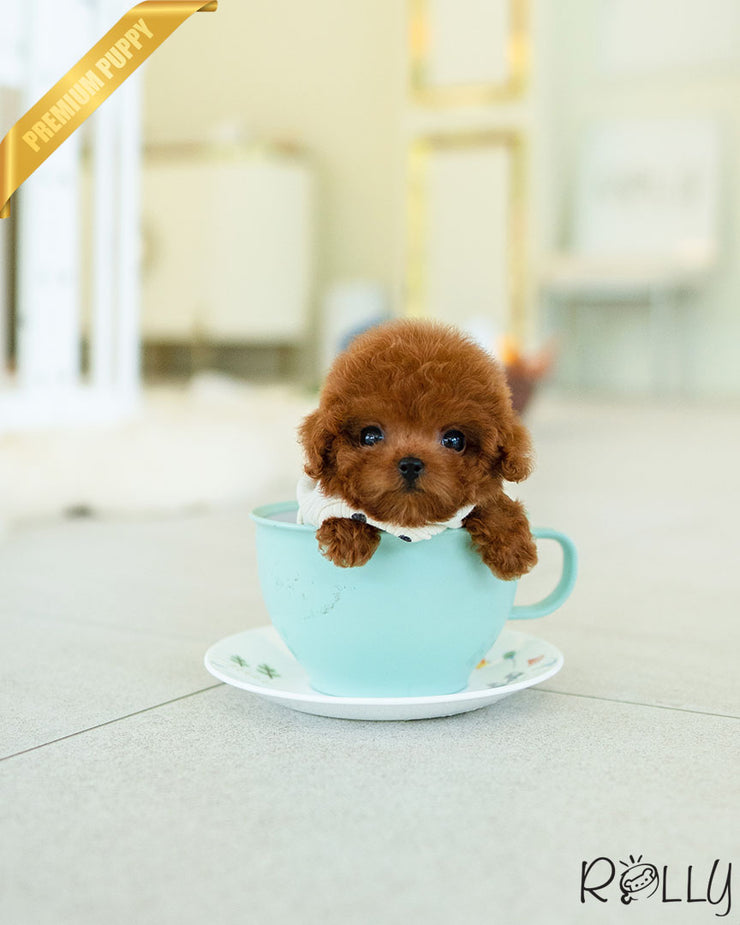 Rolly Teacup Puppies BROWNIE - FEMALE (PURCHASED by REUM).