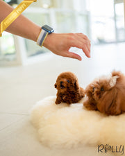 Rolly Teacup Puppies BROWNIE - FEMALE (PURCHASED by REUM).