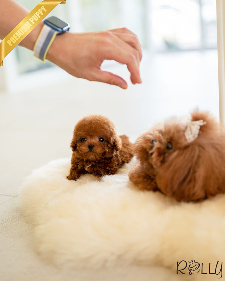 Rolly Teacup Puppies BROWNIE - FEMALE (PURCHASED by REUM).