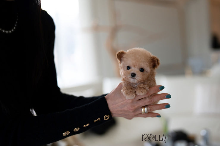 BUDDY - MALE (PURCHASED by WOODS)