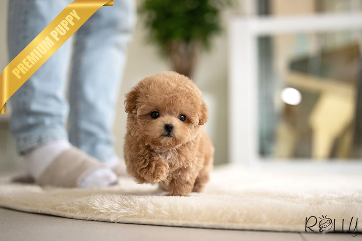 Rolly Teacup Puppies BUFFY - FEMALE (PURCHASED by HERNANDEZ).