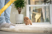 Rolly Teacup Puppies BUFFY - FEMALE (PURCHASED by HERNANDEZ).