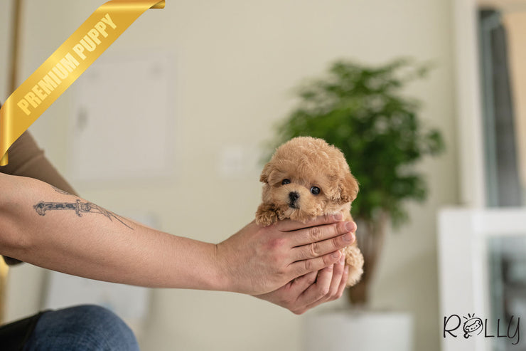 Rolly Teacup Puppies BUFFY - FEMALE (PURCHASED by HERNANDEZ).