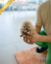 Rolly Teacup Puppies BUTTER - FEMALE (PURCHASED by KAMON).