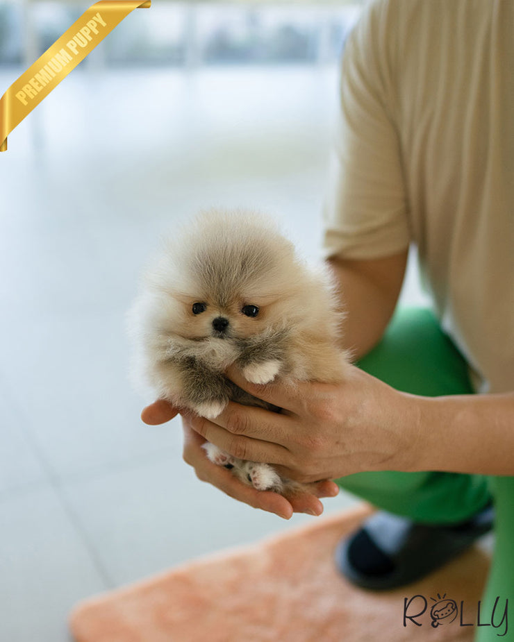 Rolly Teacup Puppies BUTTER - FEMALE (PURCHASED by KAMON).