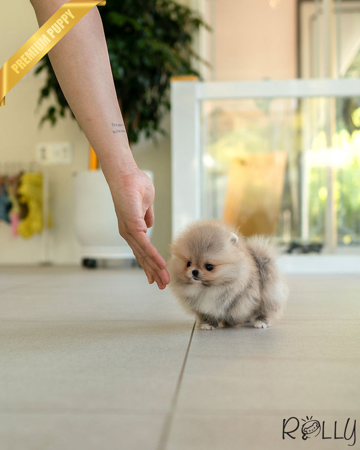 Rolly Teacup Puppies BUTTER - FEMALE (PURCHASED by KAMON).