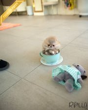 Rolly Teacup Puppies BUTTER - FEMALE (PURCHASED by KAMON).