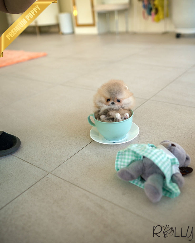 Rolly Teacup Puppies BUTTER - FEMALE (PURCHASED by KAMON).