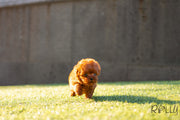 Rolly Teacup Puppies (Puchased by Pastor) Roo - Poodle. F.