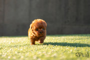 Rolly Teacup Puppies (Puchased by Pastor) Roo - Poodle. F.