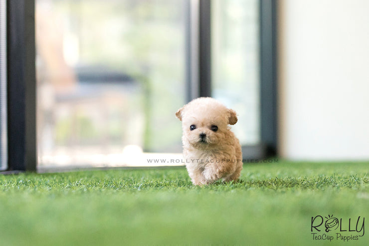 Rolly Teacup Puppies (SOLD to Charles) Bagel - Poodle. F.