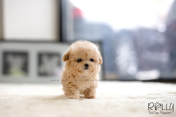 Rolly Teacup Puppies (SOLD to Mohsin) Bagel - Poodle. F.