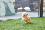Rolly Teacup Puppies (SOLD to Charles) Bagel - Poodle. F.