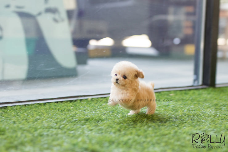 Rolly Teacup Puppies (SOLD to Charles) Bagel - Poodle. F.