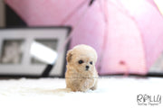Rolly Teacup Puppies (SOLD to Charles) Bagel - Poodle. F.