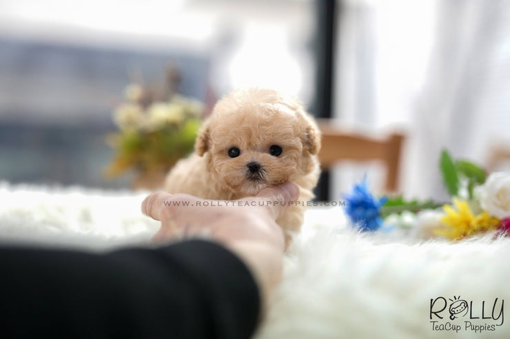 Rolly Teacup Puppies (SOLD to Mohsin) Bagel - Poodle. F.