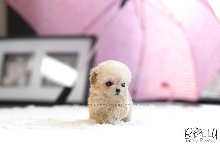 Rolly Teacup Puppies (SOLD to Charles) Bagel - Poodle. F.