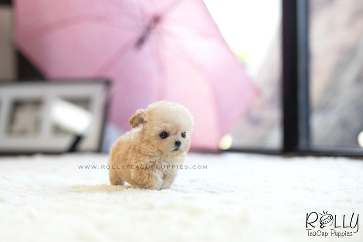 Rolly Teacup Puppies (SOLD to Charles) Bagel - Poodle. F.