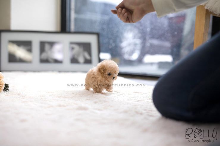 Rolly Teacup Puppies (SOLD to Mohsin) Bagel - Poodle. F.