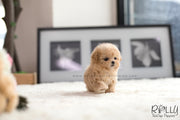 Rolly Teacup Puppies (SOLD to Mohsin) Bagel - Poodle. F.