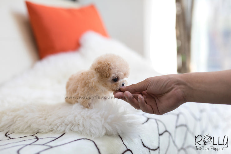 Rolly Teacup Puppies (SOLD to Charles) Bagel - Poodle. F.